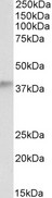 ADH5 Antibody - Goat Anti-ADH5 Antibody (0.5µg/ml) staining of Human Testis lysate (35µg protein in RIPA buffer). Primary incubation was 1 hour. Detected by chemiluminescencence.
