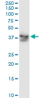 ADH5 Antibody - ADH5 monoclonal antibody (M01), clone 12F7. Western Blot analysis of ADH5 expression in K-562.