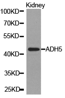 ADH5 Antibody - Western blot of extracts of kidney cell lines, using ADH5 antibody.