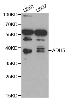 ADH5 Antibody - Western blot analysis of extracts of various cell lines.