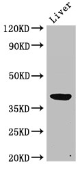 ADH5 Antibody - Positive WB detected in:Rat liver tissue;All lanes:ADH5 antibody at 2?g/ml;Secondary;Goat polyclonal to rabbit IgG at 1/50000 dilution;Predicted band size: 40 KDa;Observed band size: 40 KDa;