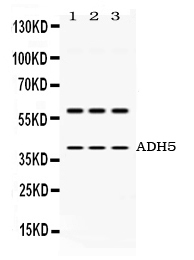 ADH5 Antibody - Western blot - Anti-ADH5 Antibody