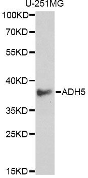ADH5 Antibody - Western blot analysis of extracts of U-251MG cells, using ADH5 antibody at 1:1000 dilution. The secondary antibody used was an HRP Goat Anti-Rabbit IgG (H+L) at 1:10000 dilution. Lysates were loaded 25ug per lane and 3% nonfat dry milk in TBST was used for blocking.