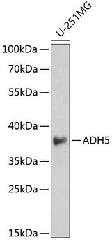 ADH5 Antibody - Western blot analysis of extracts of U-251MG cells using ADH5 Polyclonal Antibody at dilution of 1:1000.