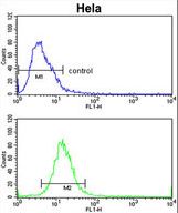 ADH6 Antibody - ADH6 Antibody flow cytometry of HeLa cells (bottom histogram) compared to a negative control cell (top histogram). FITC-conjugated goat-anti-rabbit secondary antibodies were used for the analysis.