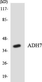 ADH7 Antibody - Western blot analysis of the lysates from HeLa cells using ADH7 antibody.
