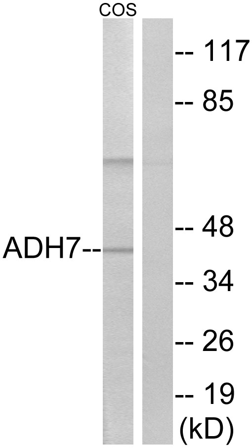 ADH7 Antibody - Western blot analysis of lysates from COS7 cells, using ADH7 Antibody. The lane on the right is blocked with the synthesized peptide.