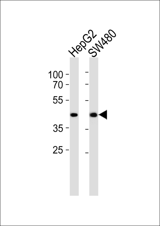 ADH7 Antibody - Western blot of lysates from HepG2, SW480 cell line (from left to right), using ADH7 Antibody. Antibody was diluted at 1:1000 at each lane. A goat anti-rabbit IgG H&L (HRP) at 1:5000 dilution was used as the secondary antibody. Lysates at 35ug per lane.