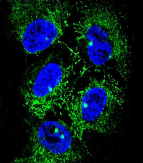 ADH7 Antibody - Confocal immunofluorescence of ADH7 Antibody with NCI-H460 cell followed by Alexa Fluor 488-conjugated goat anti-rabbit lgG (green). DAPI was used to stain the cell nuclear (blue).