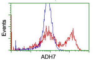 ADH7 Antibody - HEK293T cells transfected with either overexpress plasmid (Red) or empty vector control plasmid (Blue) were immunostained by anti-ADH7 antibody, and then analyzed by flow cytometry.
