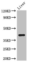ADH7 Antibody - Western Blot Positive WB detected in: Mouse liver tissue All lanes: Adh7 antibody at 3.5µg/ml Secondary Goat polyclonal to rabbit IgG at 1/50000 dilution Predicted band size: 40 kDa Observed band size: 40 kDa