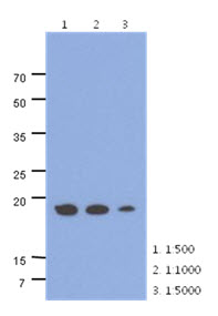 ADI1 / ARD Antibody - Western Blot: The cell lysates of HepG2 (40 ug) were resolved by SDS-PAGE, transferred to PVDF membrane and probed with anti-human ADI1 antibody (1:500 ~ 1:1000). Proteins were visualized using a goat anti-mouse secondary antibody conjugated to HRP and an ECL detection system.