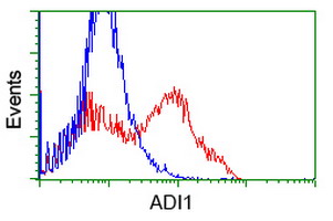 ADI1 / ARD Antibody - HEK293T cells transfected with either overexpress plasmid (Red) or empty vector control plasmid (Blue) were immunostained by anti-ADI1 antibody, and then analyzed by flow cytometry.