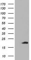 ADI1 / ARD Antibody - HEK293T cells were transfected with the pCMV6-ENTRY control (Left lane) or pCMV6-ENTRY ADI1 (Right lane) cDNA for 48 hrs and lysed. Equivalent amounts of cell lysates (5 ug per lane) were separated by SDS-PAGE and immunoblotted with anti-ADI1.