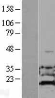 ADI1 / ARD Protein - Western validation with an anti-DDK antibody * L: Control HEK293 lysate R: Over-expression lysate