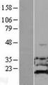 ADI1 / ARD Protein - Western validation with an anti-DDK antibody * L: Control HEK293 lysate R: Over-expression lysate