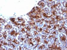 Adipokines / Adiponectin Antibody - IHC testing of FFPE human pancreas with MAML3 antibody (clone MAML3/1303). Staining of FFPE tissue requires boiling sections in 10mM Tris with 1mM EDTA, pH9, for 10-20 min followed by cooling at RT for 20 min.