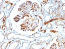 Adipokines / Adiponectin Antibody - IHC testing of FFPE human kidney tissue with Adiponectin antibody (clone ADPN/1370). Required HIER: boil tissue sections in pH 6, 10mM Citrate buffer for 10-20 min followed by cooling at RT for 20 min.