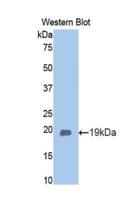 Adiponectin Antibody - Western blot of recombinant Adiponectin.  This image was taken for the unconjugated form of this product. Other forms have not been tested.