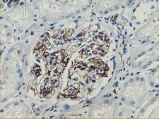 Adiponectin Antibody - IHC of paraffin-embedded Human Kidney tissue using anti-ADIPOQ mouse monoclonal antibody. (Heat-induced epitope retrieval by 10mM citric buffer, pH6.0, 100C for 10min).