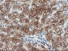 Adiponectin Antibody - IHC of paraffin-embedded Human liver tissue using anti-ADIPOQ mouse monoclonal antibody. (Heat-induced epitope retrieval by 10mM citric buffer, pH6.0, 100C for 10min).