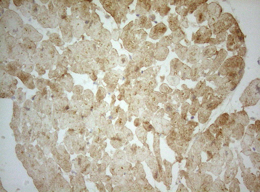Adiponectin Antibody - Immunohistochemical staining of paraffin-embedded Human muscle tissue within the normal limits using anti-ADIPOQ mouse monoclonal antibody. (Heat-induced epitope retrieval by 1mM EDTA in 10mM Tris buffer. (pH8.5) at 120 oC for 3 min. (1:150)