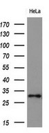 Adiponectin Antibody - Western blot analysis of extracts. (10ug) from 1 cell line by using anti-ADIPOQ monoclonal antibody at 1:200.