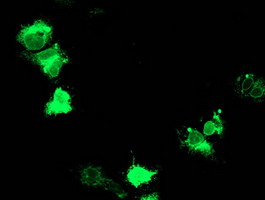 Adiponectin Antibody - Anti-ADIPOQ mouse monoclonal antibody immunofluorescent staining of COS7 cells transiently transfected by pCMV6-ENTRY ADIPOQ.
