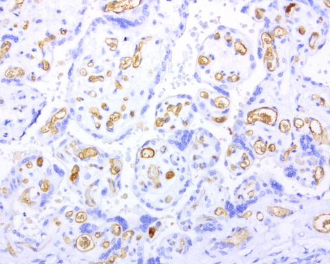 Adiponectin Antibody - Immunohistochemical staining of paraffin-embedded human placenta using ADIPOQ clone UMAB104, mouse monoclonal antibody at 1:100 dilution of 1mg/mL using Polink2 Broad HRP DAB for detection.requires heat-induced epitope retrieval with Citrate pH6.0 at 110C for 3 min using pressure chamber/cooker. The image shows strong membranous and cytoplasmic staining of the endothelial cells.