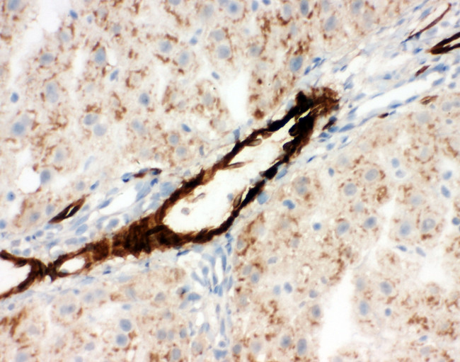 Adiponectin Antibody - Adiponectin antibody. IHC(F): Rat Liver Tissue.