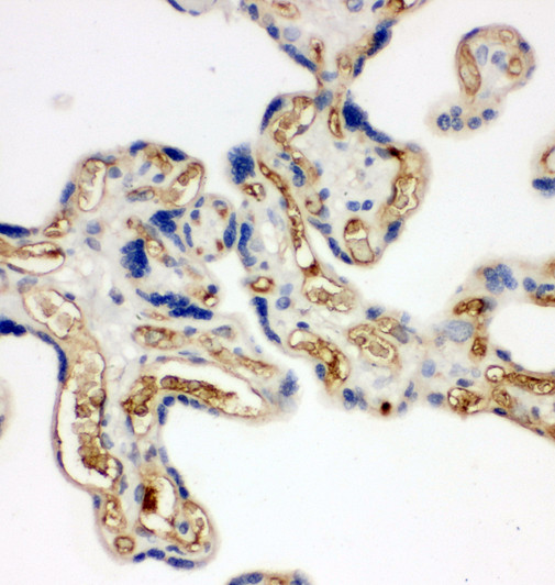 Adiponectin Antibody - Adiponectin antibody. IHC(P): Human Placenta Tissue.