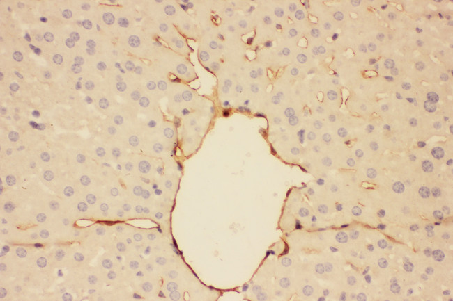 Adiponectin Antibody - Adiponectin antibody. IHC(P): Mouse Liver Tissue.