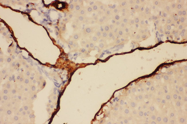 Adiponectin Antibody - Adiponectin antibody. IHC(P): Rat Liver Tissue.