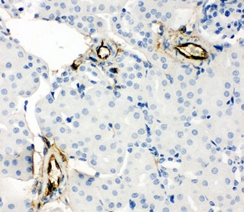 Adiponectin Antibody - IHC-P: Adiponectin antibody testing of mouse kidney tissue
