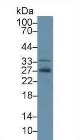 Adiponectin Antibody - Western Blot; Sample: Human Hela cell lysate; Primary Ab: 2µg/ml Rabbit Anti-Gallus ADP Antibody Second Ab: 0.2µg/mL HRP-Linked Caprine Anti-Rabbit IgG Polyclonal Antibody