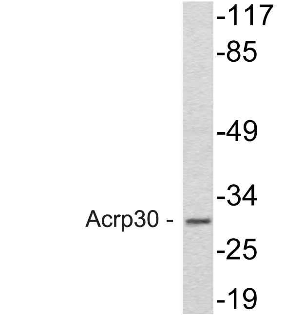 Adiponectin Antibody - Western blot of Acrp30 (R55) pAb in extracts from HeLa cells.