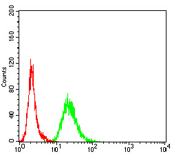 Adiponectin Antibody - Flow cytometric analysis of Hela cells using ADIPOQ mouse mAb (green) and negative control (red).