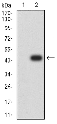 Adiponectin Antibody - Western blot analysis using ADIPOQ mAb against HEK293 (1) and ADIPOQ (AA: 16-154)-hIgGFc transfected HEK293 (2) cell lysate.