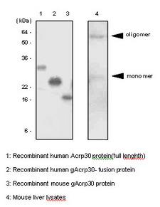 Adiponectin Antibody - The recombinant proteins and mouse liver lysates were resolved by SDS-PAGE, transferred to PVDF membrane and probed with anti-human adiponectin antibody (1:500). Proteins were visualized using a goat anti-mouse secondary antibody conjugated to HRP and an ECL detection system. Arrows indicate the oligomer and monomer of mAcrp30 protein in mouse liver.