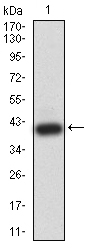 Adiponectin Antibody - Western blot analysis using ADIPOQ mAb against human ADIPOQ (AA: 16-154) recombinant protein. (Expected MW is 40.5 kDa)