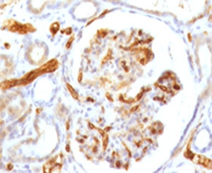 Adiponectin Antibody -  This image was taken for the unmodified form of this product. Other forms have not been tested.