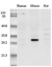 Adiponectin Antibody - Western Blot analysis of adiponectin in mouse, human and rat plasma using anti-Adiponectin (mouse), mAb (MADI 1147) at 0.2 ug/ml.