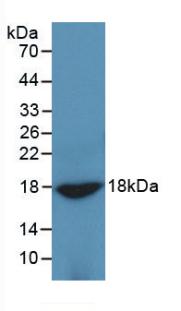 Adiponectin Antibody - Western Blot; Sample: Recombinant ADP, Rat.