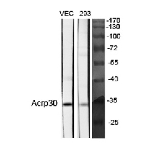 Adiponectin Antibody - Western blot of Acrp30 antibody