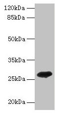 Adiponectin Antibody - Western blot All lanes: Adiponectin antibody at 2µg/ml + recombinant Adiponectin protein 0.1µgSecondary Goat polyclonal to rabbit IgG at 1/10000 dilution Predicted band size: 26 kDa Observed band size: 26 kDa
