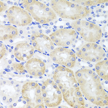 Adiponectin Antibody - Immunohistochemistry of paraffin-embedded mouse kidney tissue.
