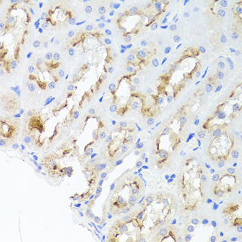 Adiponectin Antibody - Immunohistochemistry of paraffin-embedded rat kidney tissue.