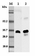 Adiponectin Antibody - Western blot analysis using anti-adiponectin (rat), pAb at 1:5,000 dilution. 1: Rat serum. . 2: Recombinant rat adiponectin.  This image was taken for the unconjugated form of this product. Other forms have not been tested.