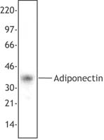 Adiponectin Antibody - Recombinant human adiponectin (1 ug/lane) was resolved by SDS-PAGE electrophoresis, transferred to nitrocellulose, and probed with rabbit anti-adiponectin antibody. The protein was visualized using a donkey anti-rabbit secondary conjugated to HRP and a.
