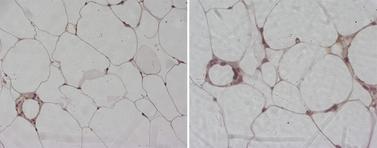 Adiponectin Antibody - Anti-Mouse Adiponectin staining (10 µg/ml) of a mouse fat formalin-fixed, paraffin-embedded tissue section; seen at 20x (left) and 40x (right) magnification. Staining of the plasma membrane of adipocytes and capillary vessels is observed.